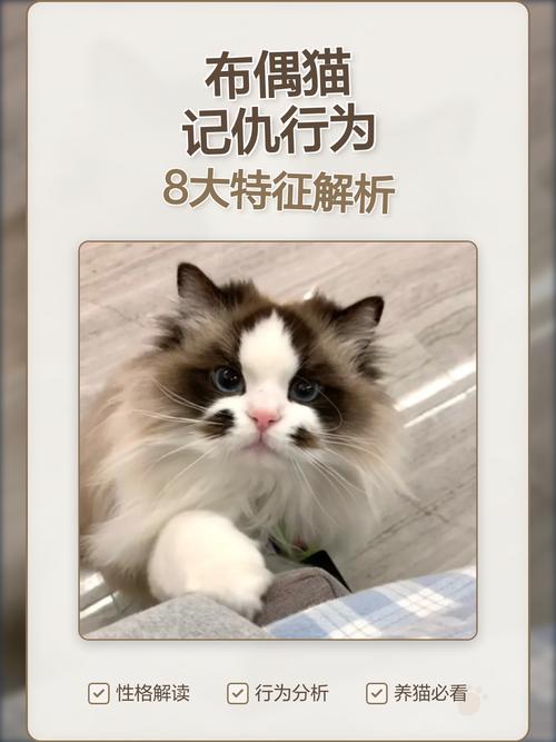 布偶猫绝育后疏远怎么办?(布偶猫做绝育会记仇吗) 布偶猫绝育后疏远怎么办?(布偶猫做绝育会记仇吗)