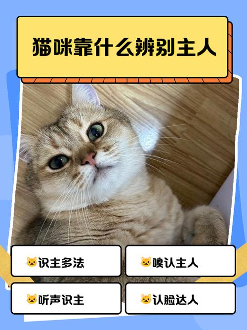 猫咪认定你是主人啦!(怎么判断猫咪有没有把你当主人) 猫咪认定你是主人啦!(怎么判断猫咪有没有把你当主人)