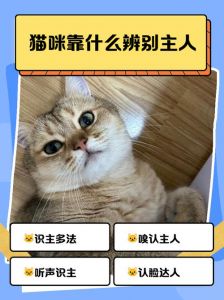 猫咪认定你是主人啦！（怎么判断猫咪有没有把你当主人）