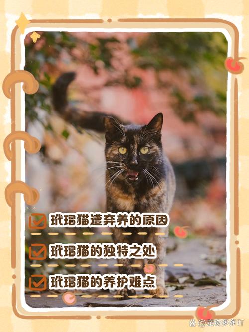 别只看花纹,好伙伴!(玳瑁猫一般人养不了) 别只看花纹,好伙伴!(玳瑁猫一般人养不了)