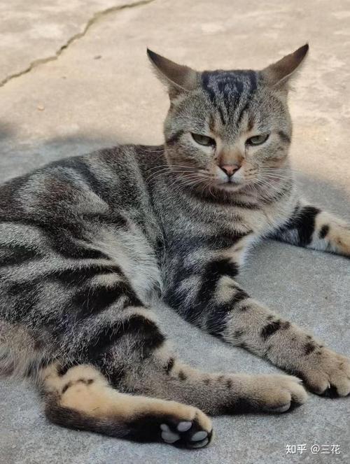 想找温顺不拆家的猫?英短加菲布偶等都是好选择!(什么猫温顺不拆家) 想找温顺不拆家的猫?英短加菲布偶等都是好选择!(什么猫温顺不拆家)