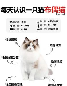 布偶猫不笨，情感智商高懂你（布偶猫智商相当于几岁）