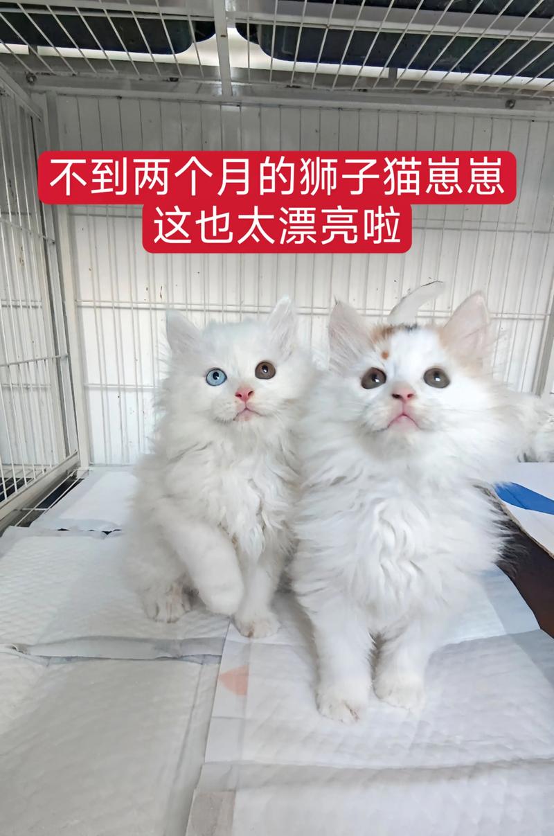 我家叛逆猫人小羽,新猫周黎给我希望,助他找家(我从小养到大的狮子猫) 我家叛逆猫人小羽,新猫周黎给我希望,助他找家(我从小养到大的狮子猫)