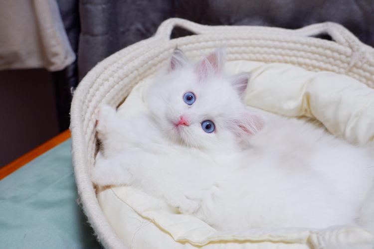 温柔粘人布偶猫,家庭好伙伴(白色布偶猫图片) 温柔粘人布偶猫,家庭好伙伴(白色布偶猫图片)