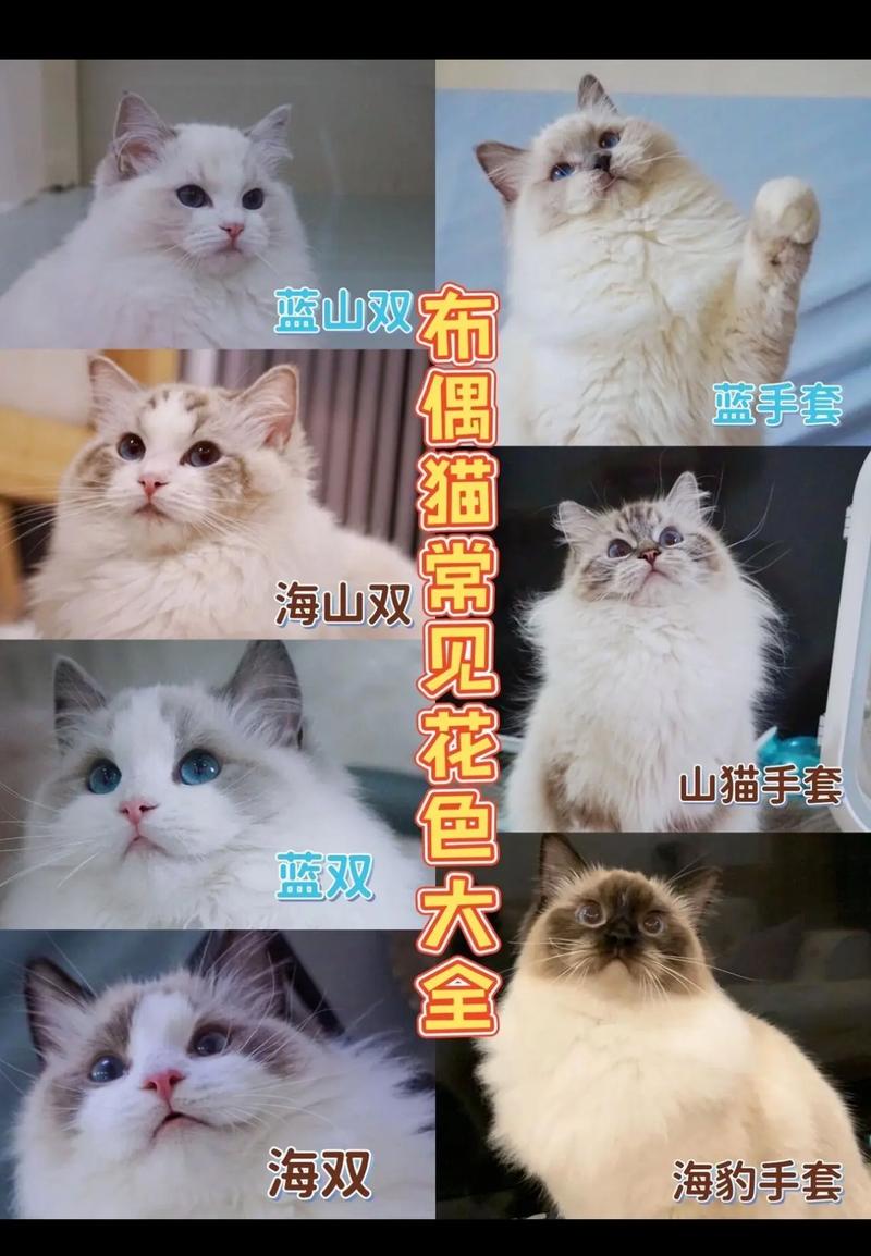 温顺大猫，城市宠儿（布偶猫全名）