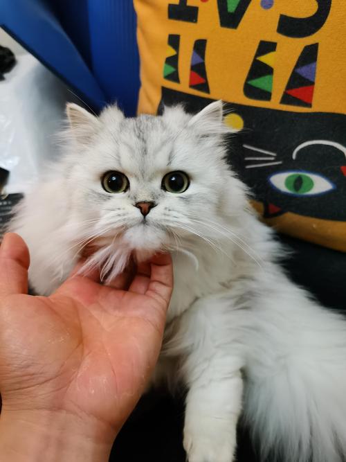 萌短腿,贵萌宠(成年拿破仑猫图片) 萌短腿,贵萌宠(成年拿破仑猫图片)