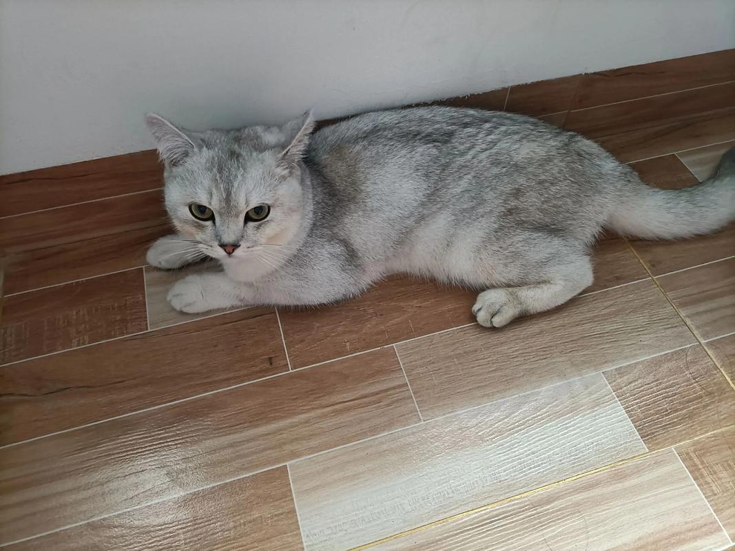银渐层招财?别信了,养猫图个乐!(养银渐层猫招财还是漏财) 银渐层招财?别信了,养猫图个乐!(养银渐层猫招财还是漏财)