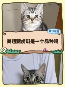 橘猫青鱼贵，经典便宜些（橘猫青鱼虎斑和经典虎斑哪个贵）