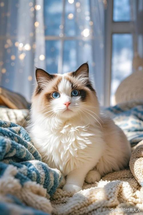 猫咪颜值性格大盘点(十大最美布偶猫图片) 猫咪颜值性格大盘点(十大最美布偶猫图片)