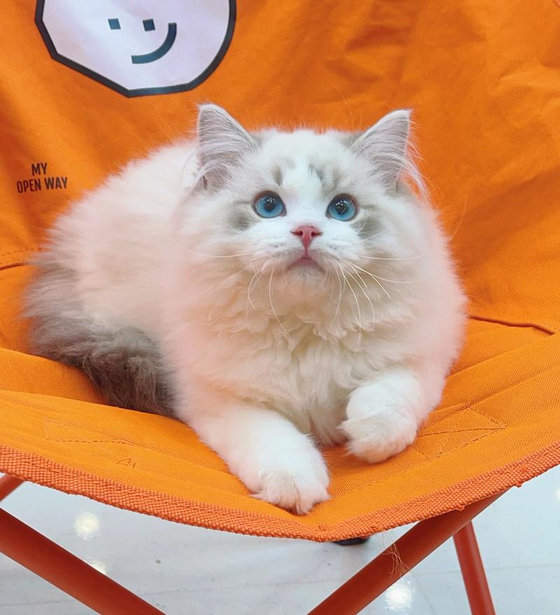 海双山猫纹布偶猫，独特花纹引人注目（海双山猫纹布偶图片）