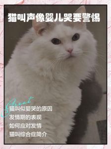 猫咪叫唤正常适应期，耐心陪伴帮它适应新环境（猫叫多久才不会叫）