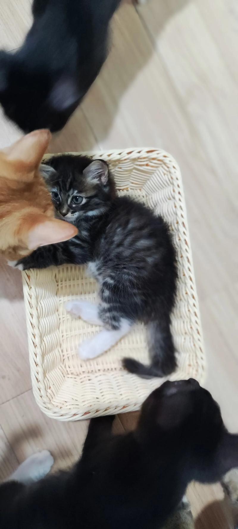 三花猫嫌弃布偶猫?猫咪审美大!(布偶猫三花串串图片) 三花猫嫌弃布偶猫?猫咪审美大!(布偶猫三花串串图片)