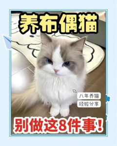 布偶猫配母猫更安全健康（布偶千万不能养公猫）