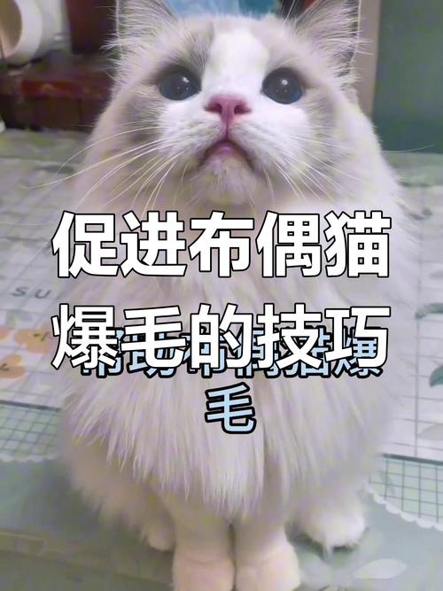 布偶猫毛球症危险信号及预防(布偶猫吐不出毛怎么办) 布偶猫毛球症危险信号及预防(布偶猫吐不出毛怎么办)