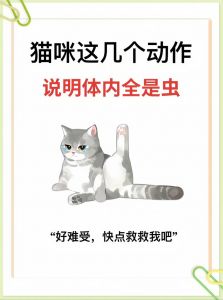 猫咪打架怎么办？分零食玩具，耐心引导很关键（家猫攻击性很强怎么办）