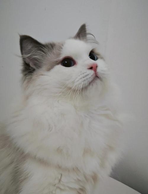 颜值高需细心养(最美布偶猫muffie) 颜值高需细心养(最美布偶猫muffie)