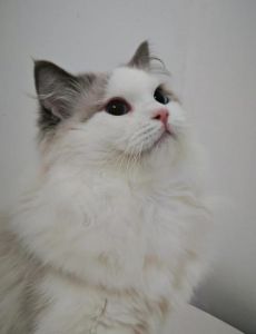 颜值高需细心养（最美布偶猫muffie）