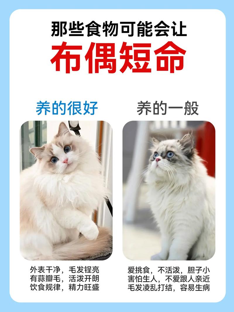 猫不能捡?科学救助流浪猫(老人为什么说猫不能捡) 猫不能捡?科学救助流浪猫(老人为什么说猫不能捡)