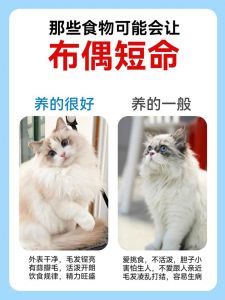 猫不能捡？科学救助流浪猫（老人为什么说猫不能捡）