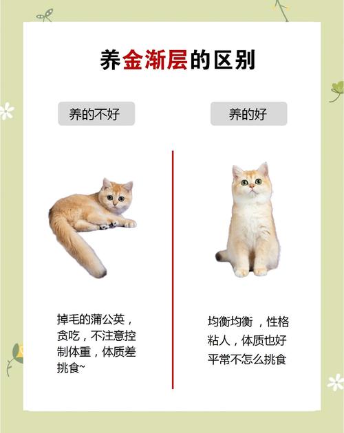饮食安全,科学喂养,健康陪伴(养金渐层猫10大忌) 饮食安全,科学喂养,健康陪伴(养金渐层猫10大忌)