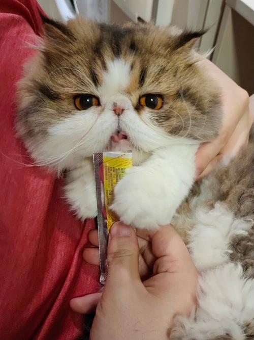 幼猫专用粮奶粉,猫条勿多食,健康成长(幼猫吃猫条好不好) 幼猫专用粮奶粉,猫条勿多食,健康成长(幼猫吃猫条好不好)
