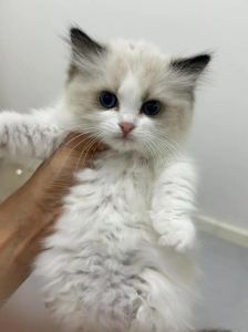 两只布偶猫打架怎么办？（养两只布偶猫会打架吗）