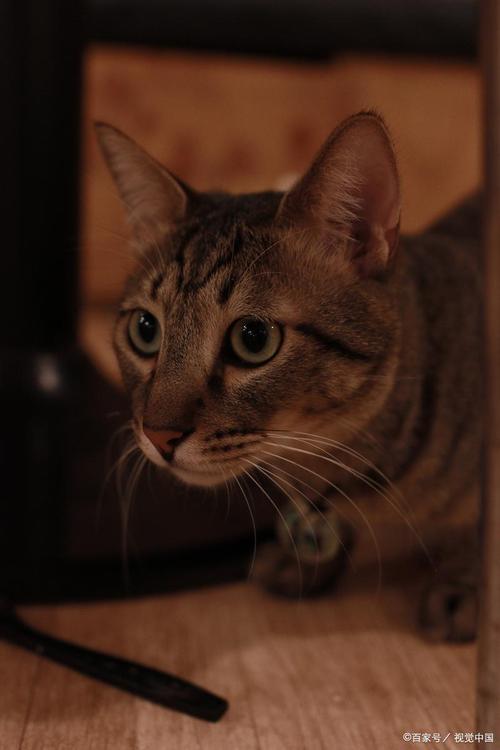 猫咪爱玳瑁还是三花?性别和审美偏好(玳瑁猫和三花猫哪个在猫眼中更好看) 猫咪爱玳瑁还是三花?性别和审美偏好(玳瑁猫和三花猫哪个在猫眼中更好看)