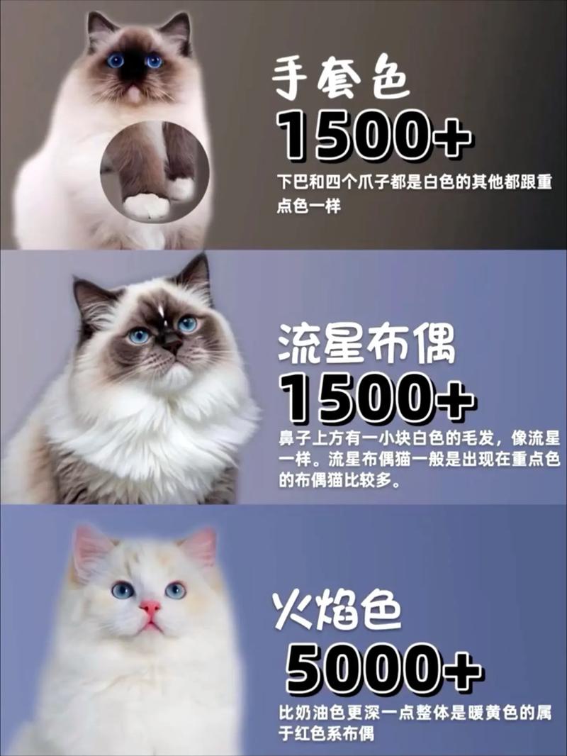 布偶猫价格因地区血统而异,普通品种价格适中(纯布偶猫多少钱一只) 布偶猫价格因地区血统而异,普通品种价格适中(纯布偶猫多少钱一只)