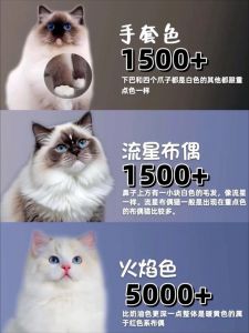 正规猫舍数千元，健康性格更重要（布偶猫小猫多少钱）