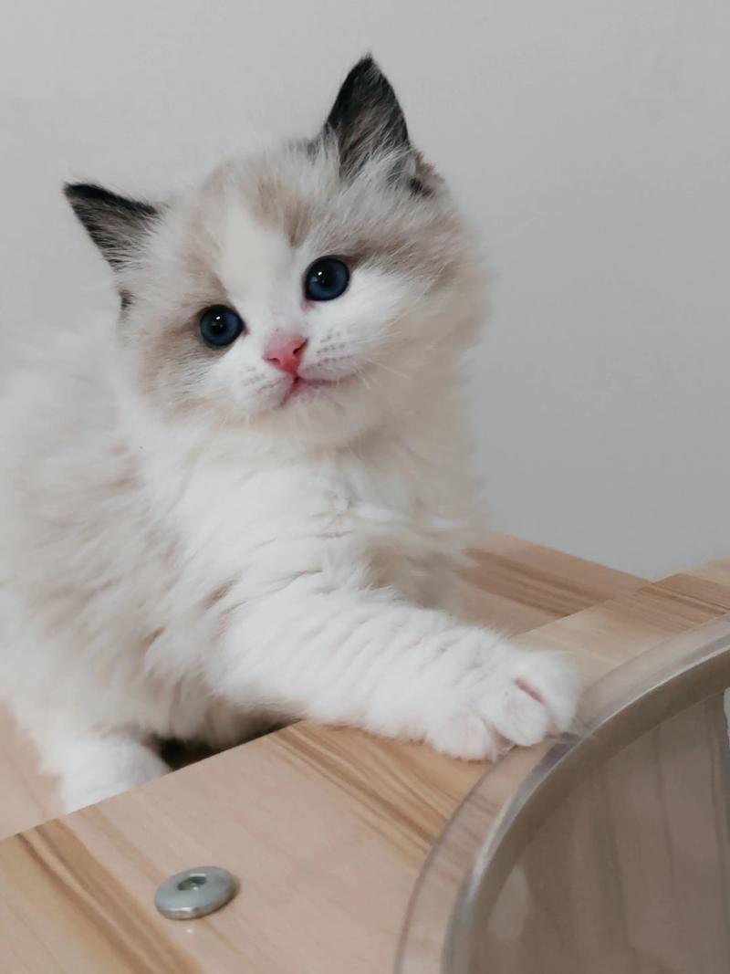 海双山猫纹布偶猫，独特花纹引人注目（海双山猫纹布偶图片）