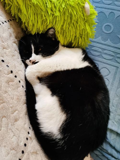 14斤猫算胖?关注健康科学减肥!(14斤的猫算不算胖) 14斤猫算胖?关注健康科学减肥!(14斤的猫算不算胖)