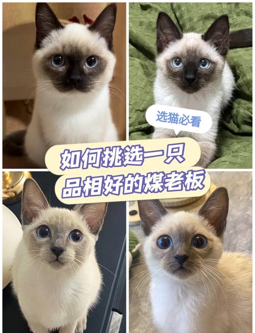暹罗猫母猫贵?性格温顺更受欢迎(暹罗猫公的贵还是母的贵) 暹罗猫母猫贵?性格温顺更受欢迎(暹罗猫公的贵还是母的贵)