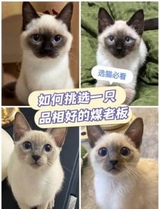 暹罗猫母猫贵？性格温顺更受欢迎（暹罗猫公的贵还是母的贵）