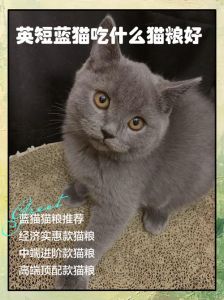 英短蓝猫易胖，选猫粮要三高一低！（蓝猫吃什么猫粮最好）