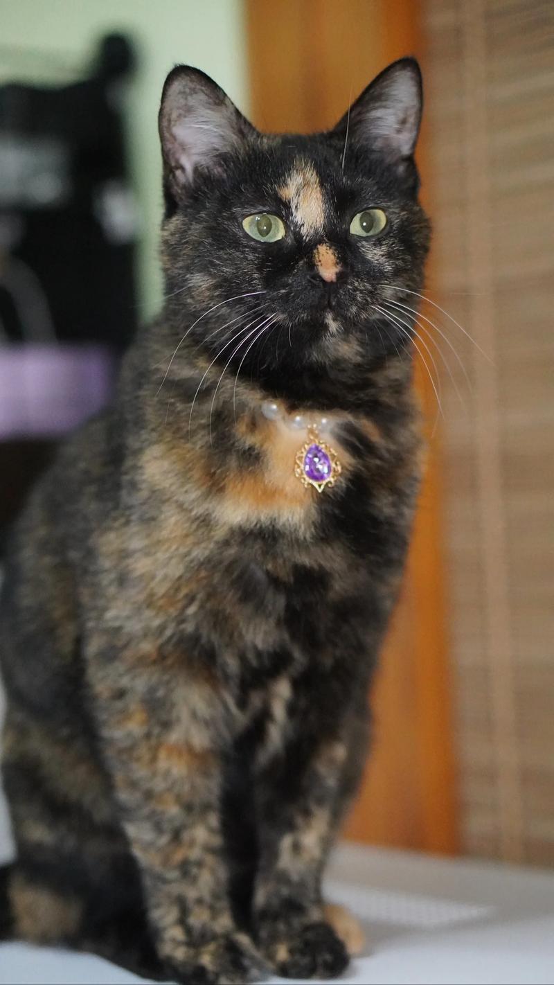 玳瑁猫价格差异大,从几十元到上万不等(玳瑁猫价位大概多少元一只) 玳瑁猫价格差异大,从几十元到上万不等(玳瑁猫价位大概多少元一只)