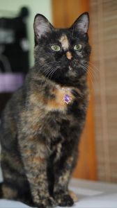 玳瑁猫价格差异大，从几十元到上万不等（玳瑁猫价位大概多少元一只）