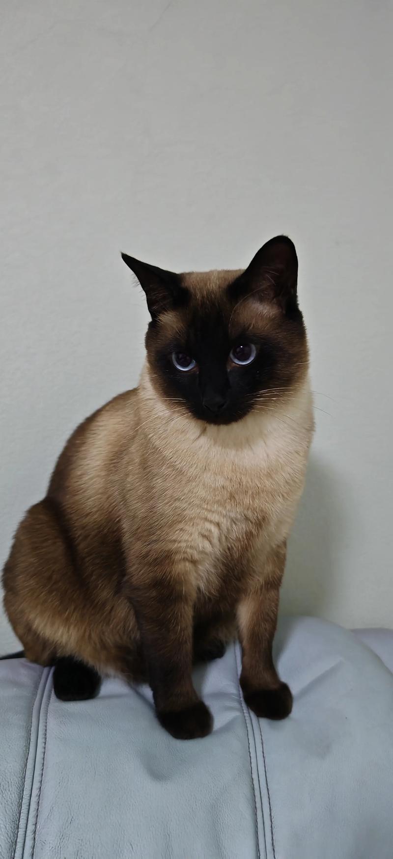 泰国古老猫咪,聪明粘人需关注(暹罗猫是哪个国家的) 泰国古老猫咪,聪明粘人需关注(暹罗猫是哪个国家的)