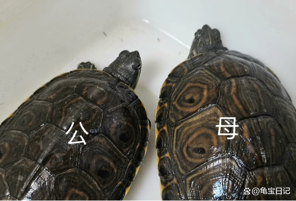 乌龟公母怎么分?看体型尾长短(乌龟能看出来来公母) 乌龟公母怎么分?看体型尾长短(乌龟能看出来来公母)