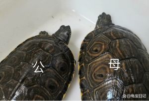 乌龟公母怎么分？看体型尾长短（乌龟能看出来来公母）