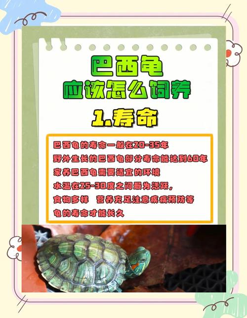 选龟环境喂食防病,别放生!(巴西龟的饲养方法和饲养禁忌) 选龟环境喂食防病,别放生!(巴西龟的饲养方法和饲养禁忌)