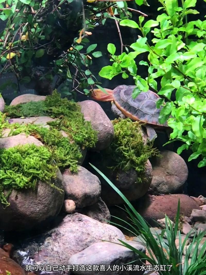 养草龟水景缸,好处多多,健康活泼!(养草龟有必要上水景缸么) 养草龟水景缸,好处多多,健康活泼!(养草龟有必要上水景缸么)