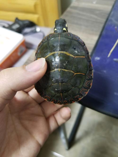 喜静水温和,养护需注意(东锦龟是哪个国家的) 喜静水温和,养护需注意(东锦龟是哪个国家的)