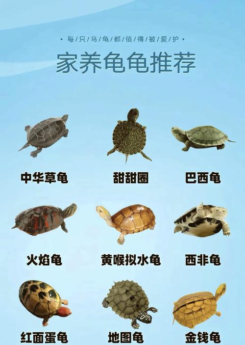 手机识别乌龟种类,养龟知识全知道!(图片识别乌龟) 手机识别乌龟种类,养龟知识全知道!(图片识别乌龟)