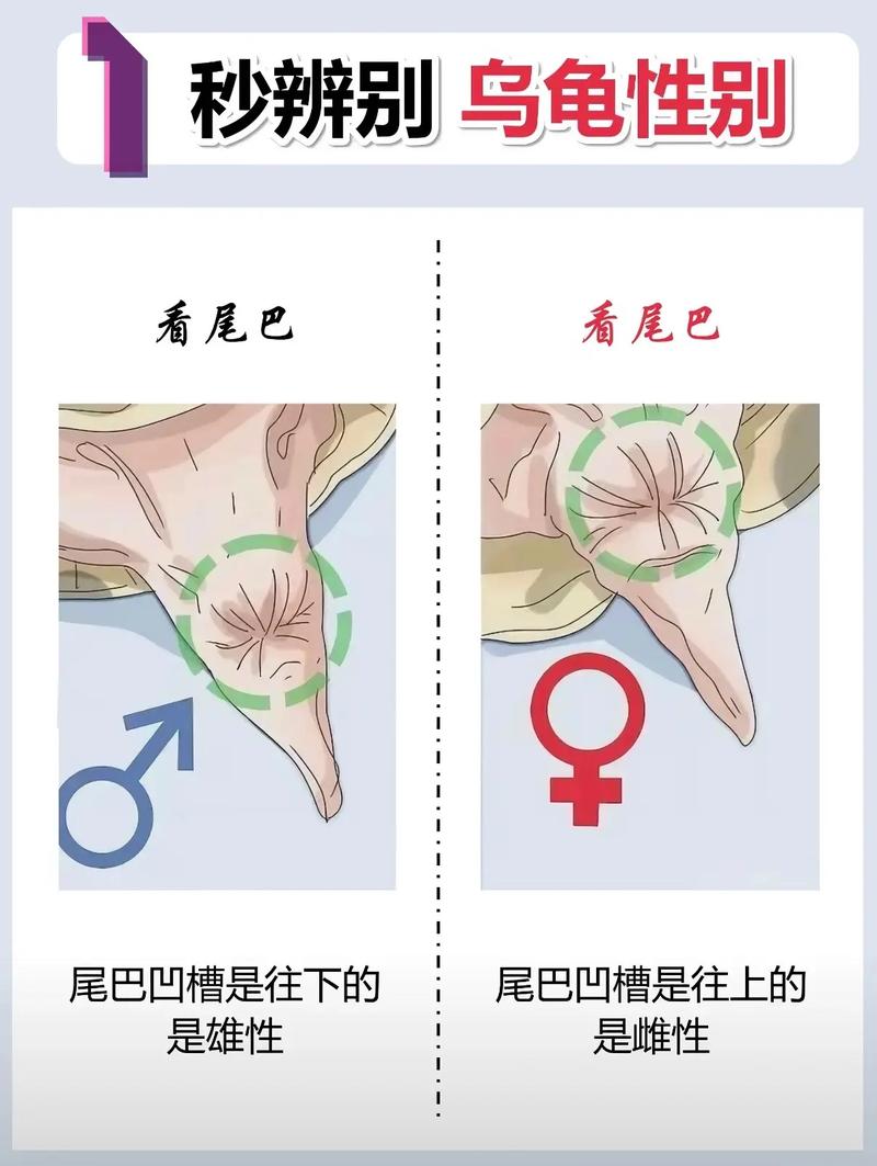 看腹甲尾巴泄殖孔(乌龟如何看公母) 看腹甲尾巴泄殖孔(乌龟如何看公母)
