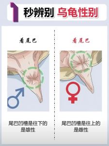 看腹甲尾巴泄殖孔（乌龟如何看公母）