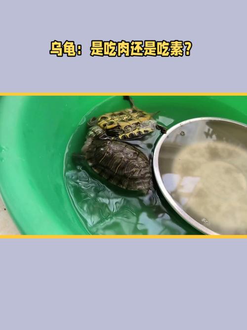 乌龟食性多样,注意平衡喂养(乌龟吃肉吗还是吃素) 乌龟食性多样,注意平衡喂养(乌龟吃肉吗还是吃素)