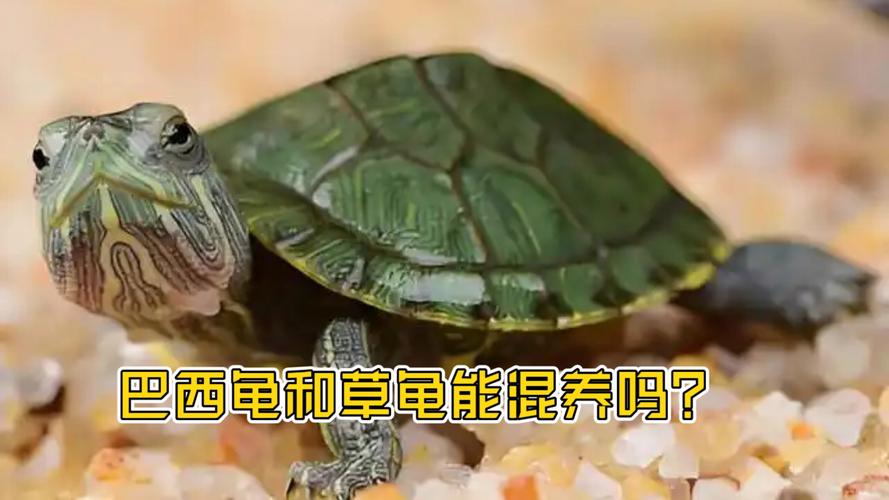 巴西龟凶猛伤草龟,分笼养更安全(草龟和巴西龟哪个打架更厉害) 巴西龟凶猛伤草龟,分笼养更安全(草龟和巴西龟哪个打架更厉害)