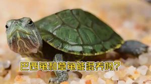 巴西龟凶猛伤草龟，分笼养更安全（草龟和巴西龟哪个打架更厉害）