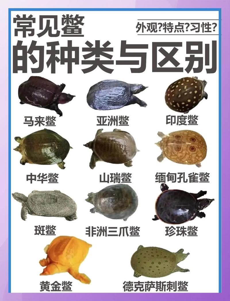 斑鳖仅存两只 公众助力保生物多样性(鳖和乌龟哪个更稀有) 斑鳖仅存两只 公众助力保生物多样性(鳖和乌龟哪个更稀有)