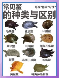 斑鳖仅存两只 公众助力保生物多样性（鳖和乌龟哪个更稀有）